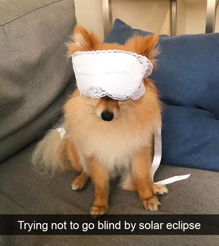 142 Hilarious Dog Snapchats That Are Impawsible Not To Laugh At (Part 3)