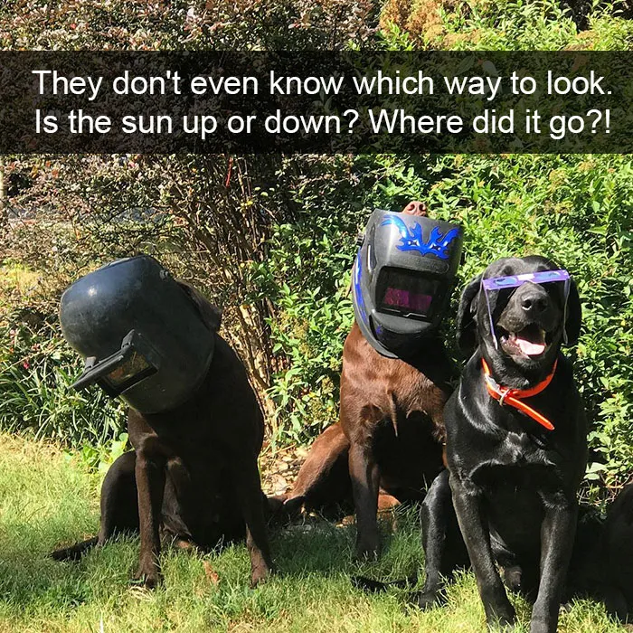 142 Hilarious Dog Snapchats That Are Impawsible Not To Laugh At (Part 3)
