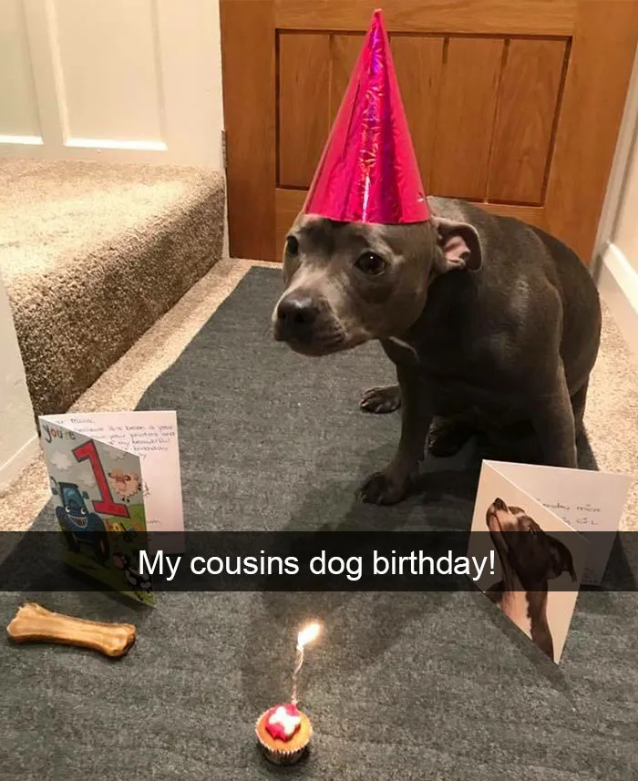 142 Hilarious Dog Snapchats That Are Impawsible Not To Laugh At (Part 3)