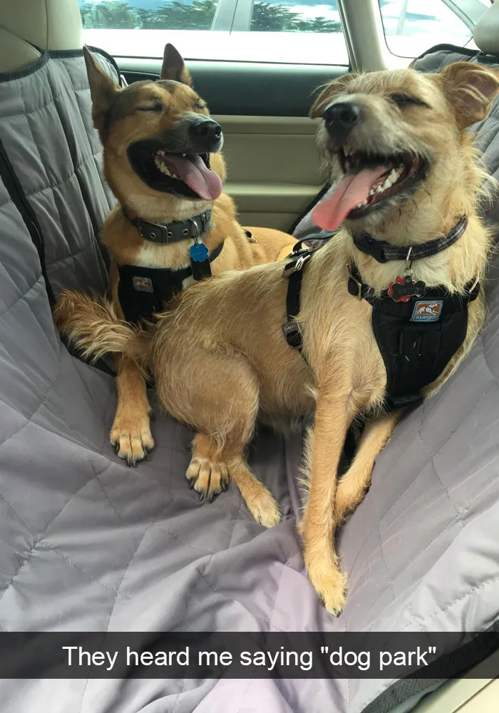 142 Hilarious Dog Snapchats That Are Impawsible Not To Laugh At (Part 3)