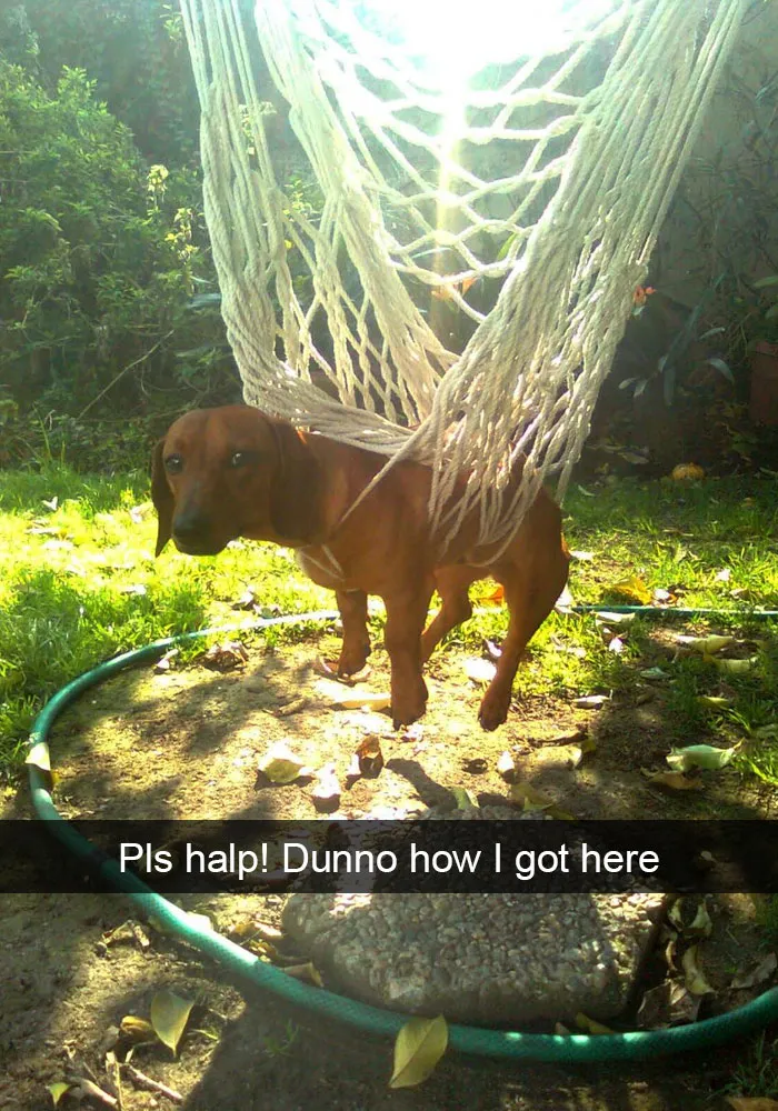 142 Hilarious Dog Snapchats That Are Impawsible Not To Laugh At (Part 3)