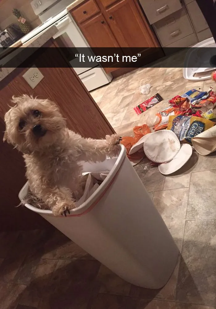 142 Hilarious Dog Snapchats That Are Impawsible Not To Laugh At (Part 3)