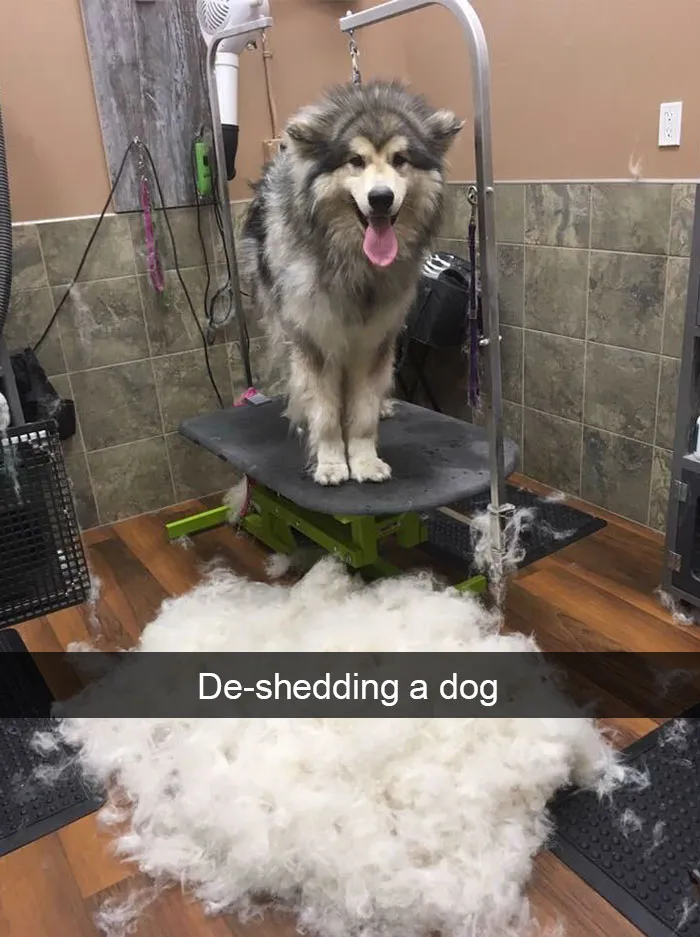 142 Hilarious Dog Snapchats That Are Impawsible Not To Laugh At (Part 3)