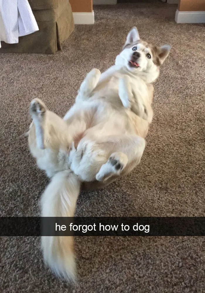 142 Hilarious Dog Snapchats That Are Impawsible Not To Laugh At (Part 3)