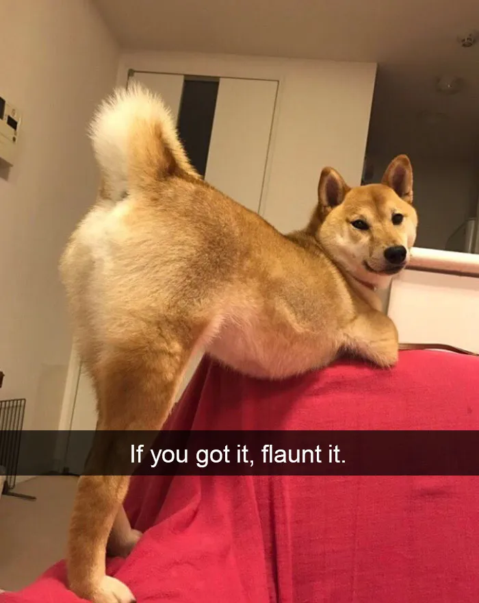 142 Hilarious Dog Snapchats That Are Impawsible Not To Laugh At (Part 3)