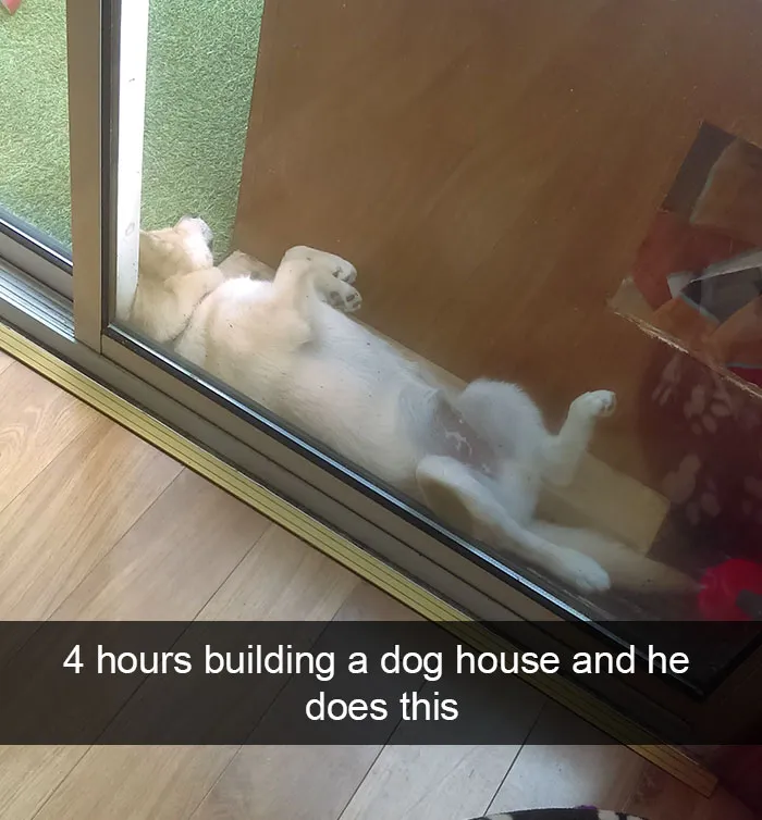 142 Hilarious Dog Snapchats That Are Impawsible Not To Laugh At (Part 3)