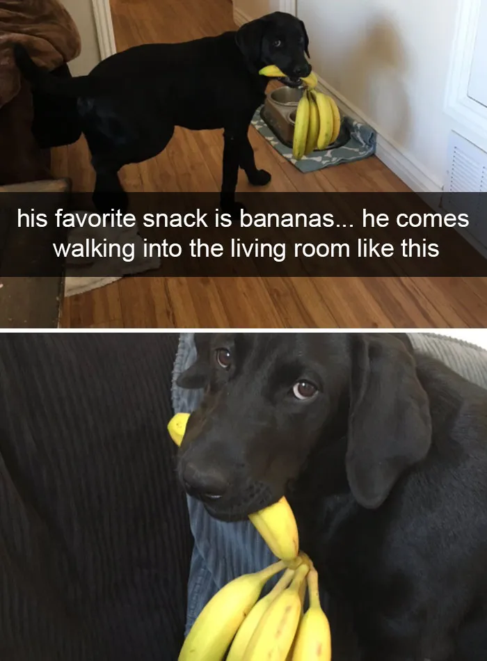 142 Hilarious Dog Snapchats That Are Impawsible Not To Laugh At (Part 3)