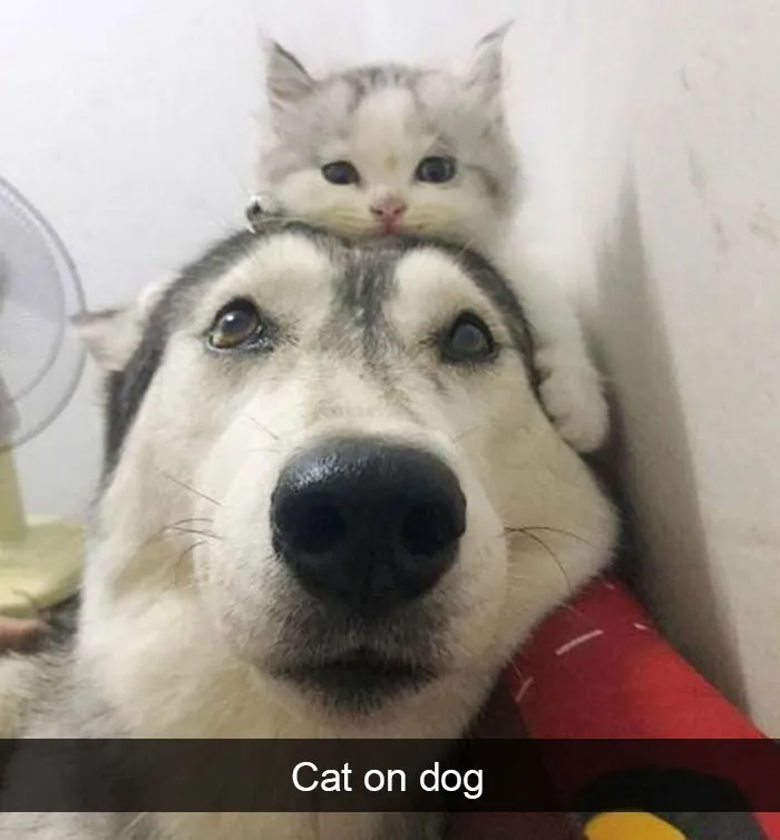 142 Hilarious Dog Snapchats That Are Impawsible Not To Laugh At (Part 3)