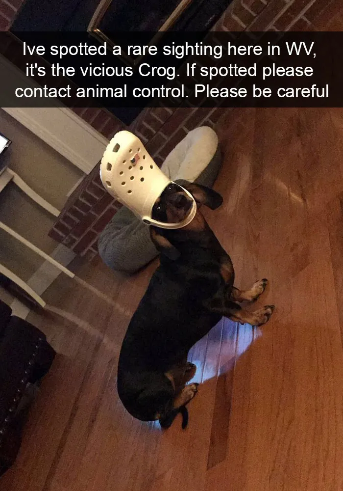142 Hilarious Dog Snapchats That Are Impawsible Not To Laugh At (Part 3)