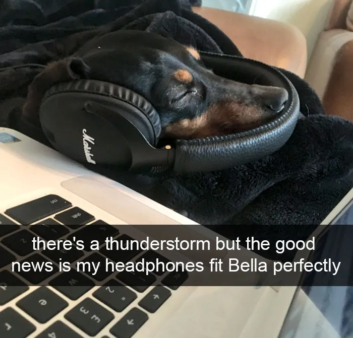 142 Hilarious Dog Snapchats That Are Impawsible Not To Laugh At (Part 3)