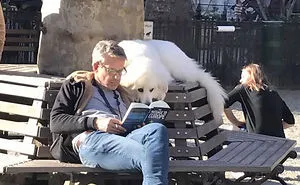 142 Hilarious Dog Snapchats That Are Impawsible Not To Laugh At (Part 3)