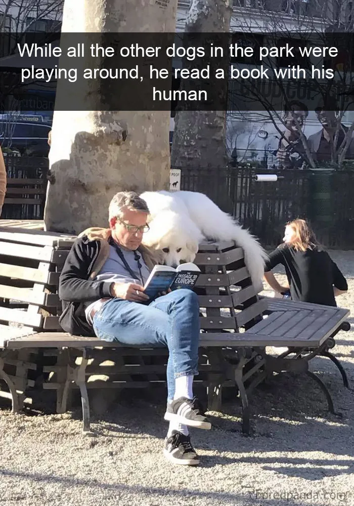 142 Hilarious Dog Snapchats That Are Impawsible Not To Laugh At (Part 3)