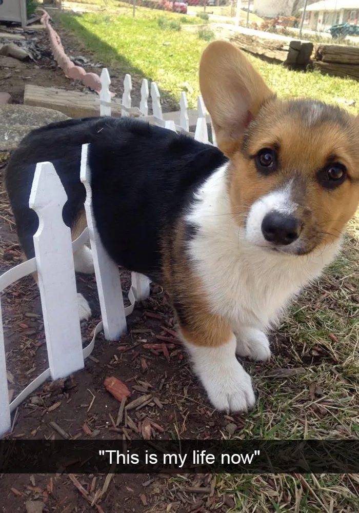 142 Hilarious Dog Snapchats That Are Impawsible Not To Laugh At (Part 3)