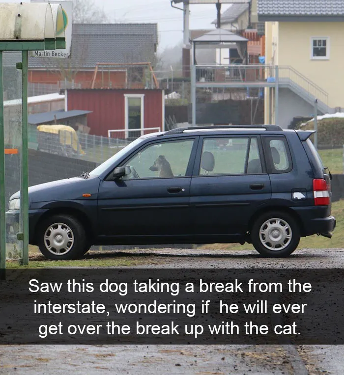142 Hilarious Dog Snapchats That Are Impawsible Not To Laugh At (Part 3)
