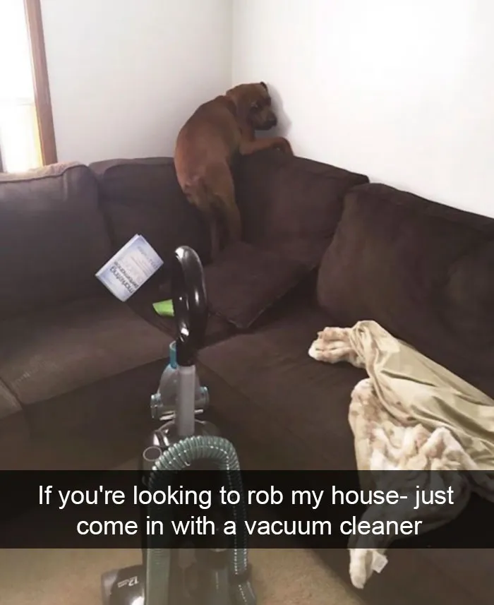 142 Hilarious Dog Snapchats That Are Impawsible Not To Laugh At (Part 3)