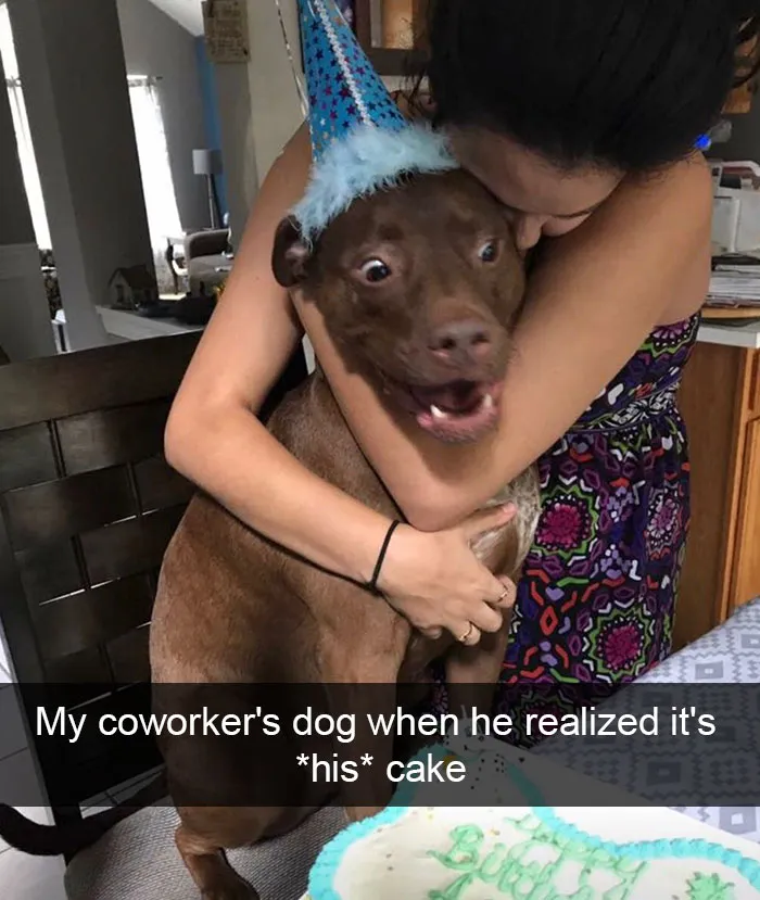 142 Hilarious Dog Snapchats That Are Impawsible Not To Laugh At (Part 3)