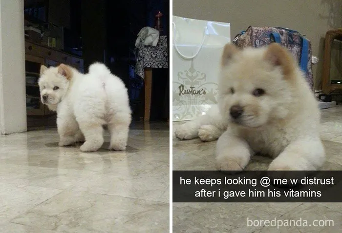 142 Hilarious Dog Snapchats That Are Impawsible Not To Laugh At (Part 3)