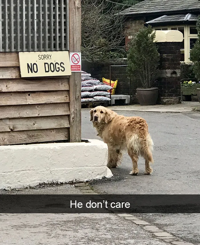 142 Hilarious Dog Snapchats That Are Impawsible Not To Laugh At (Part 3)