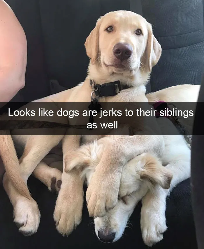 142 Hilarious Dog Snapchats That Are Impawsible Not To Laugh At (Part 3)
