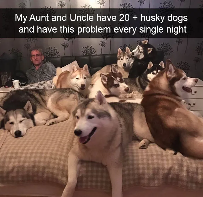 142 Hilarious Dog Snapchats That Are Impawsible Not To Laugh At (Part 3)