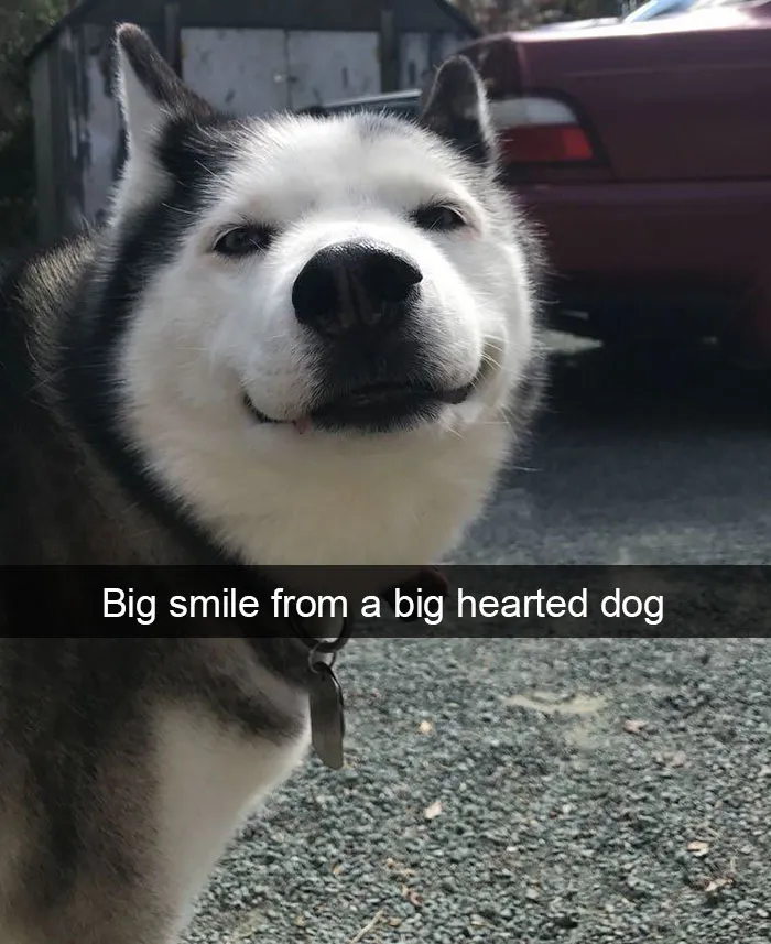 142 Hilarious Dog Snapchats That Are Impawsible Not To Laugh At (Part 3)