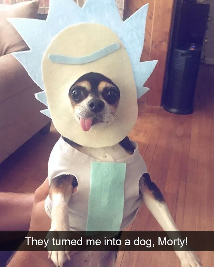 142 Hilarious Dog Snapchats That Are Impawsible Not To Laugh At (Part 3)