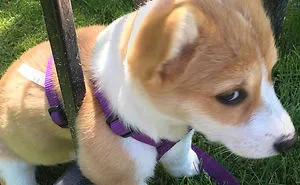 142 Hilarious Dog Snapchats That Are Impawsible Not To Laugh At (Part 3)