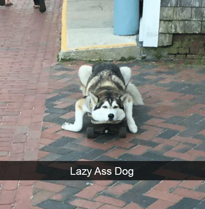 142 Hilarious Dog Snapchats That Are Impawsible Not To Laugh At (Part 3)