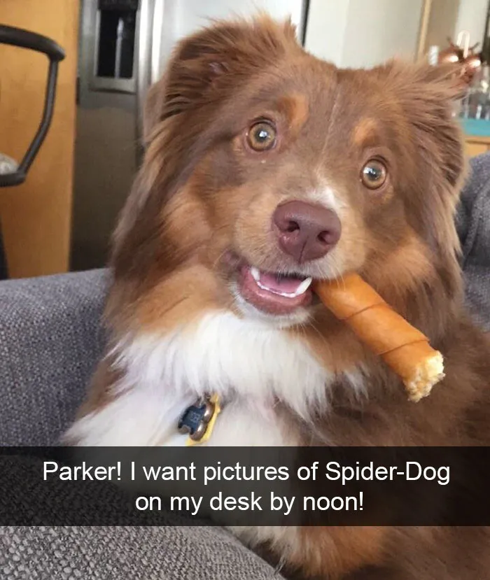 142 Hilarious Dog Snapchats That Are Impawsible Not To Laugh At (Part 3)