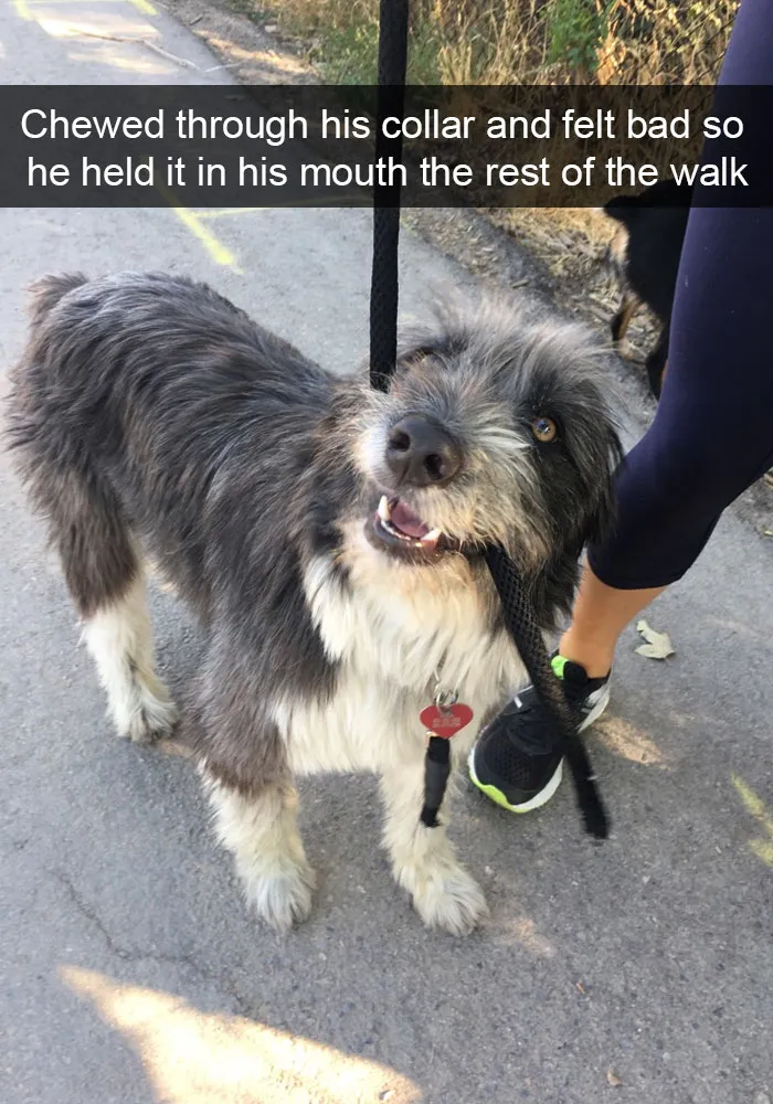 142 Hilarious Dog Snapchats That Are Impawsible Not To Laugh At (Part 3)