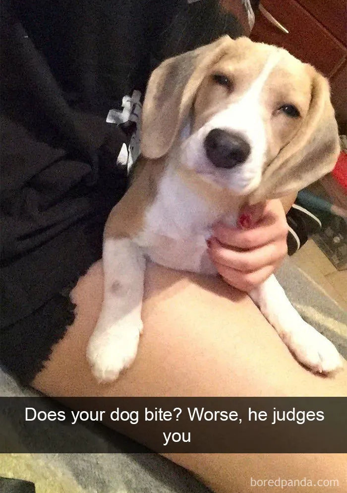 142 Hilarious Dog Snapchats That Are Impawsible Not To Laugh At (Part 3)