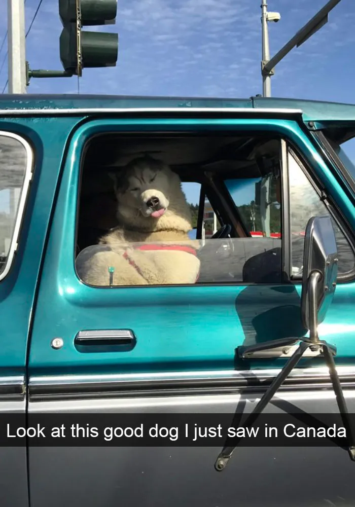 142 Hilarious Dog Snapchats That Are Impawsible Not To Laugh At (Part 3)