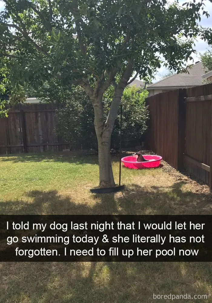 142 Hilarious Dog Snapchats That Are Impawsible Not To Laugh At (Part 3)
