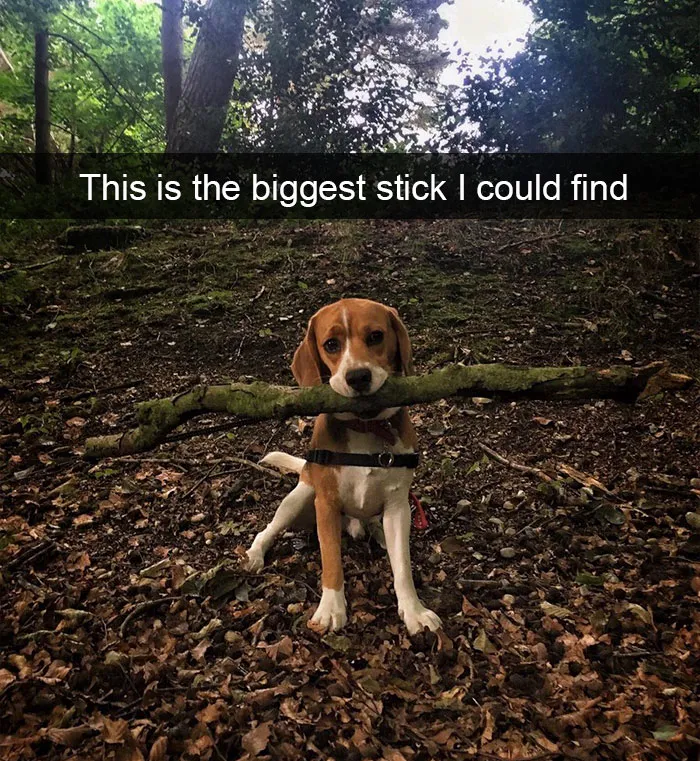 142 Hilarious Dog Snapchats That Are Impawsible Not To Laugh At (Part 3)