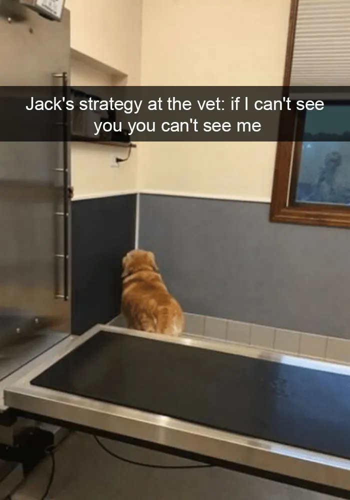 142 Hilarious Dog Snapchats That Are Impawsible Not To Laugh At (Part 3)