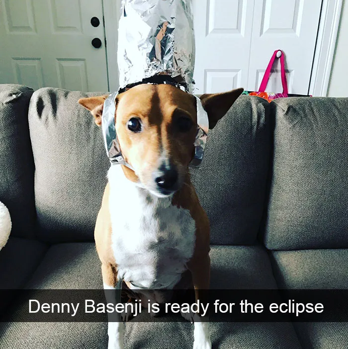 142 Hilarious Dog Snapchats That Are Impawsible Not To Laugh At (Part 3)