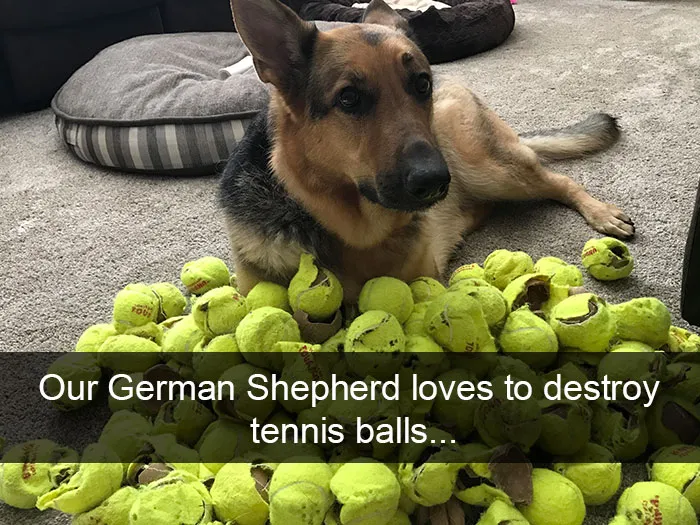 142 Hilarious Dog Snapchats That Are Impawsible Not To Laugh At (Part 3)