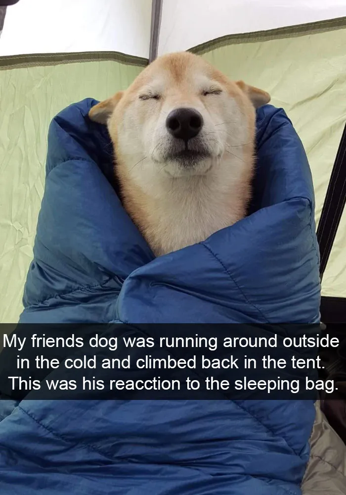 142 Hilarious Dog Snapchats That Are Impawsible Not To Laugh At (Part 3)