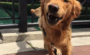 142 Hilarious Dog Snapchats That Are Impawsible Not To Laugh At (Part 3)