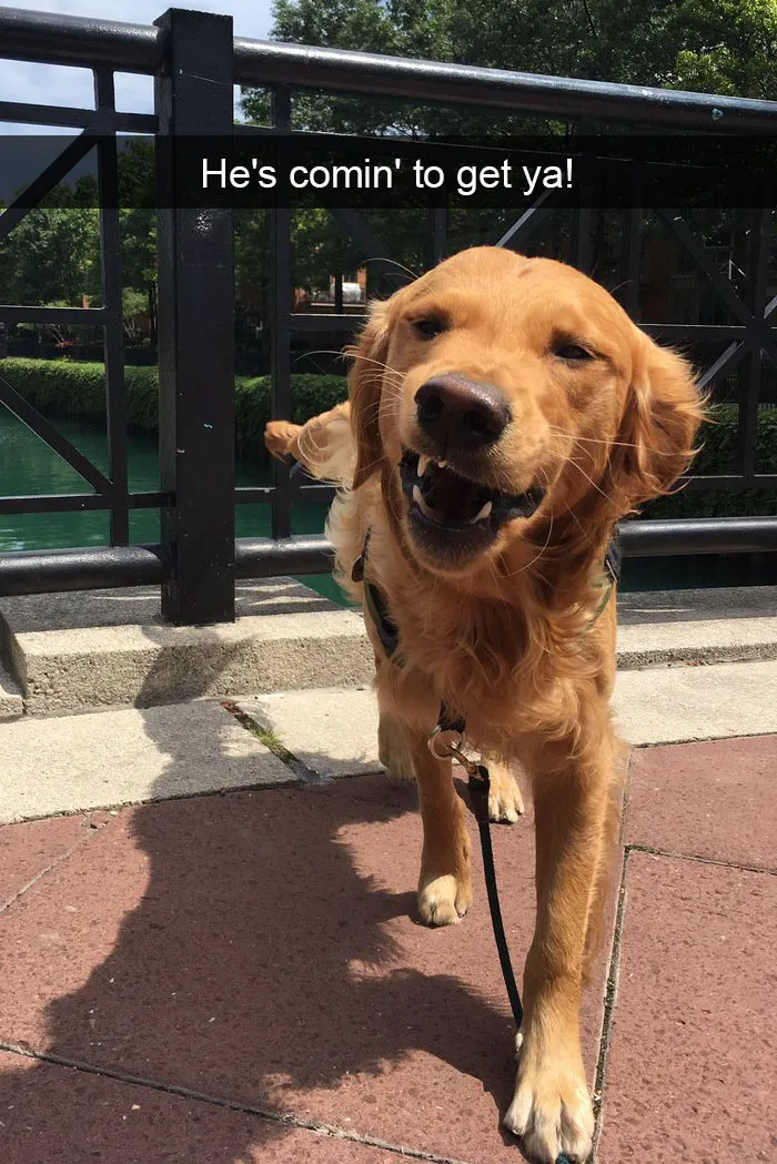 Dog-snapchats