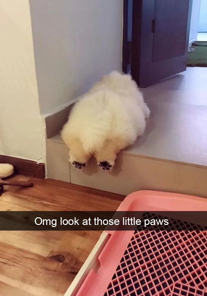 142 Hilarious Dog Snapchats That Are Impawsible Not To Laugh At (Part 3)