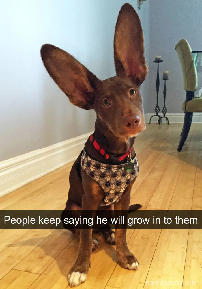 142 Hilarious Dog Snapchats That Are Impawsible Not To Laugh At (Part 3)