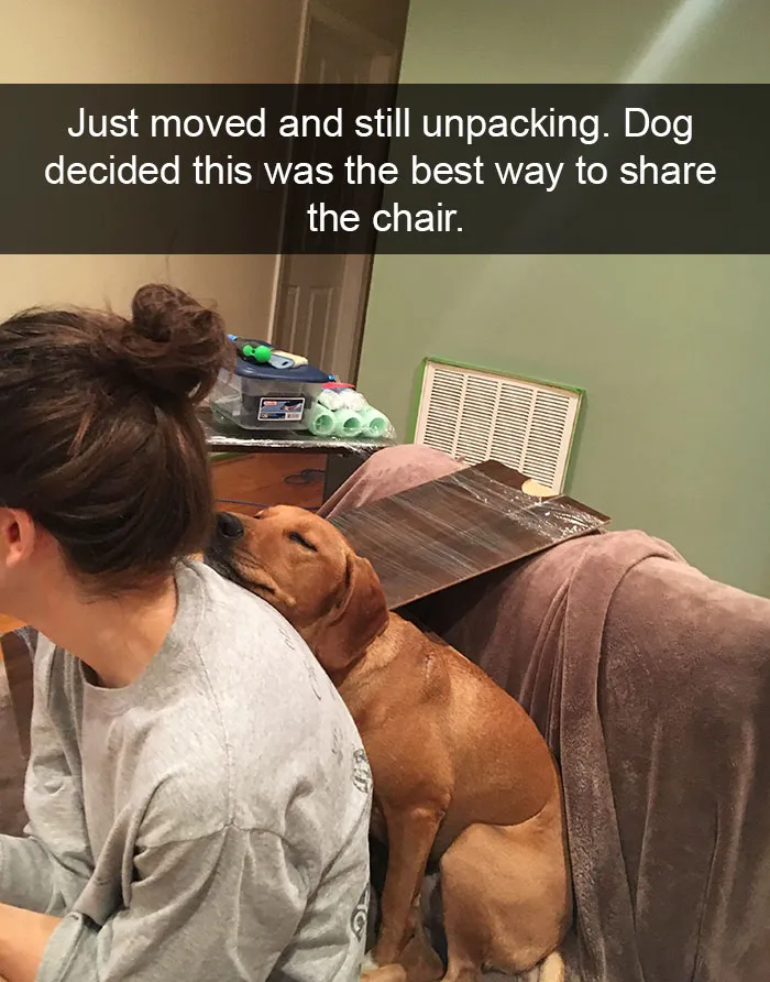 142 Hilarious Dog Snapchats That Are Impawsible Not To Laugh At (Part 3)