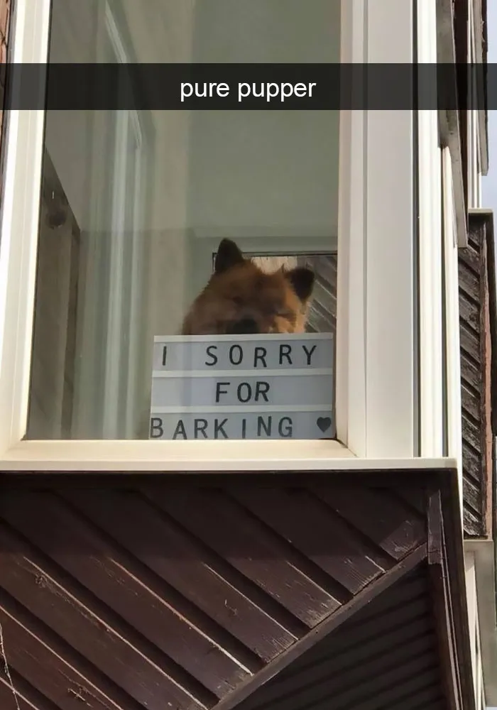142 Hilarious Dog Snapchats That Are Impawsible Not To Laugh At (Part 3)