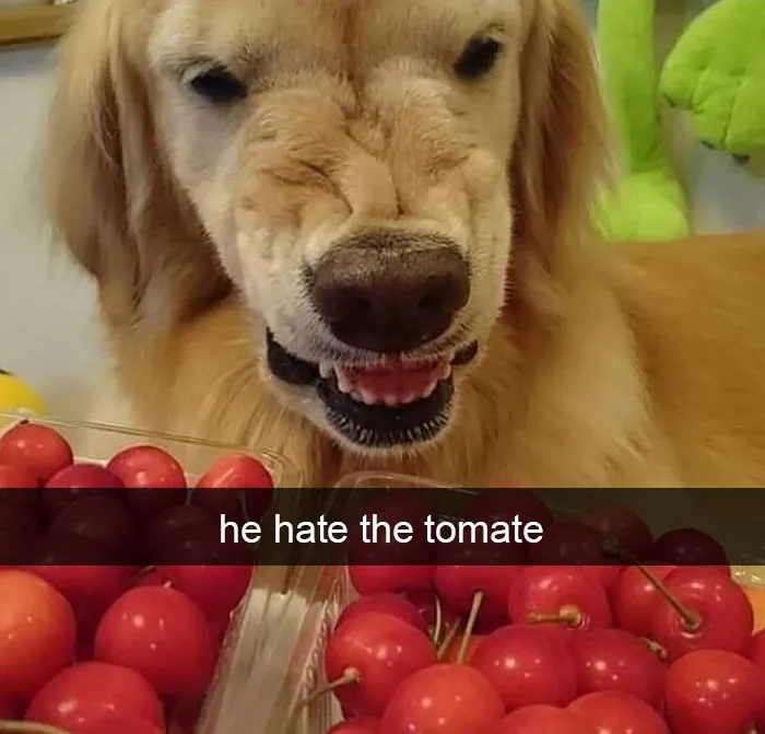 142 Hilarious Dog Snapchats That Are Impawsible Not To Laugh At (Part 3)