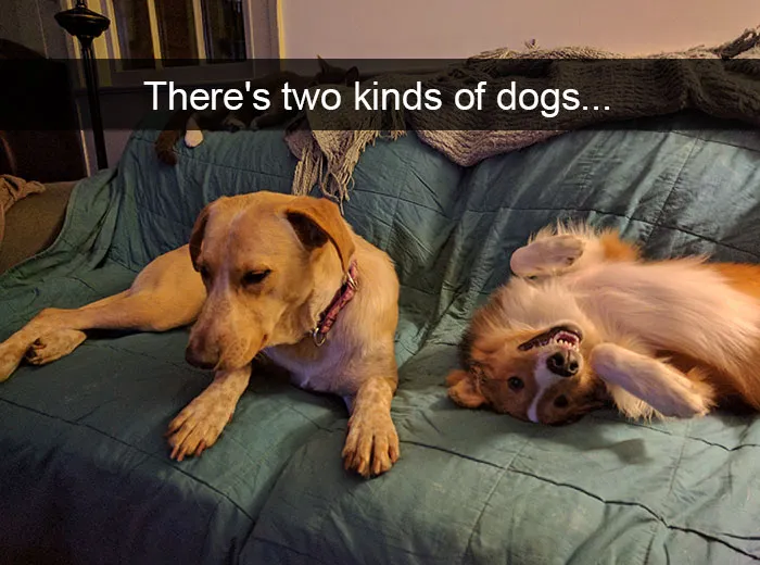 142 Hilarious Dog Snapchats That Are Impawsible Not To Laugh At (Part 3)