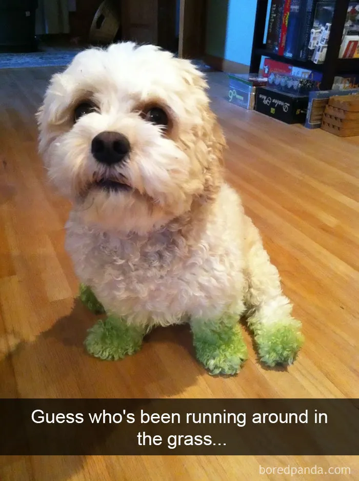 142 Hilarious Dog Snapchats That Are Impawsible Not To Laugh At (Part 3)