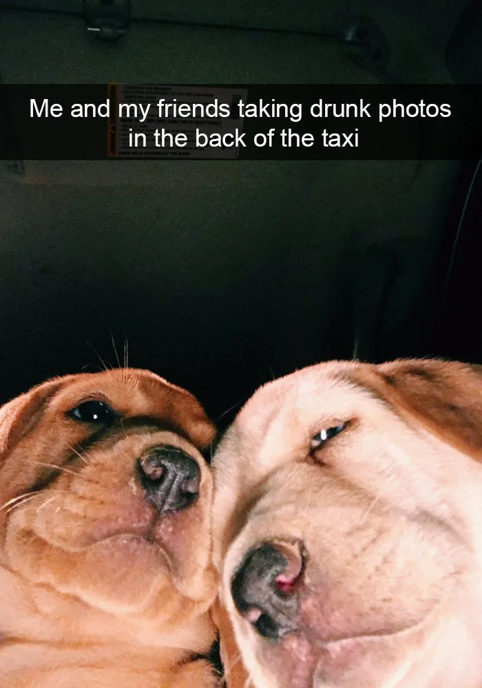 142 Hilarious Dog Snapchats That Are Impawsible Not To Laugh At (Part 3)