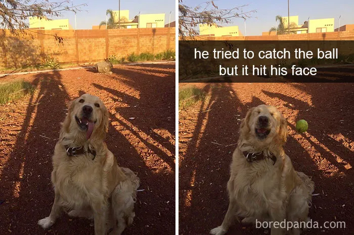 142 Hilarious Dog Snapchats That Are Impawsible Not To Laugh At (Part 3)