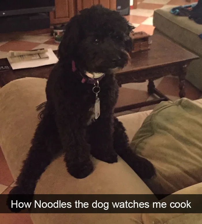142 Hilarious Dog Snapchats That Are Impawsible Not To Laugh At (Part 3)